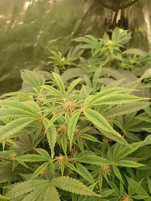 Run N3 Coffee Creamer x 50 Dragons. Week 3