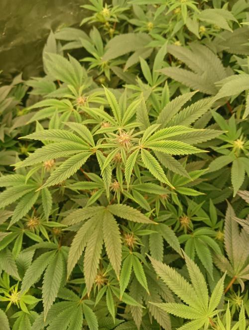 Run N3 Coffee Creamer x 50 Dragons. Week 3