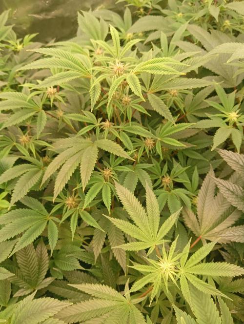 Run N3 Coffee Creamer x 50 Dragons. Week 3