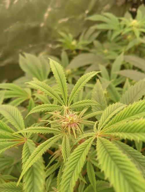 Run N3 Coffee Creamer x 50 Dragons. Week 3