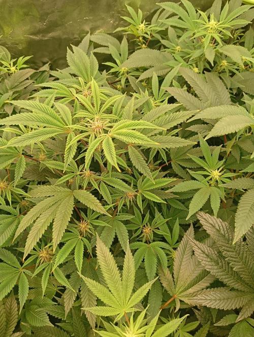 Run N3 Coffee Creamer x 50 Dragons. Week 3