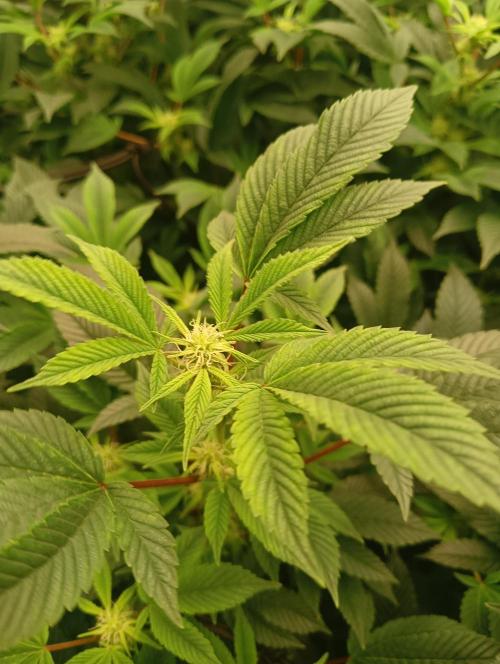 Run N2 Gorilla Glue #4 Fast Own Cut. Week 3