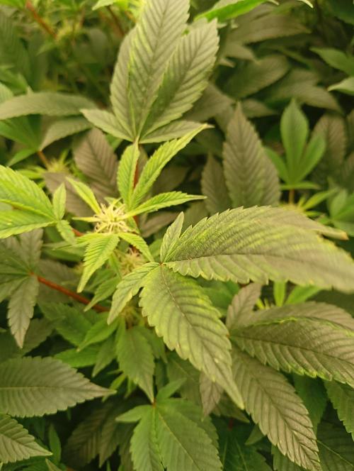 Run N2 Gorilla Glue #4 Fast Own Cut. Week 3