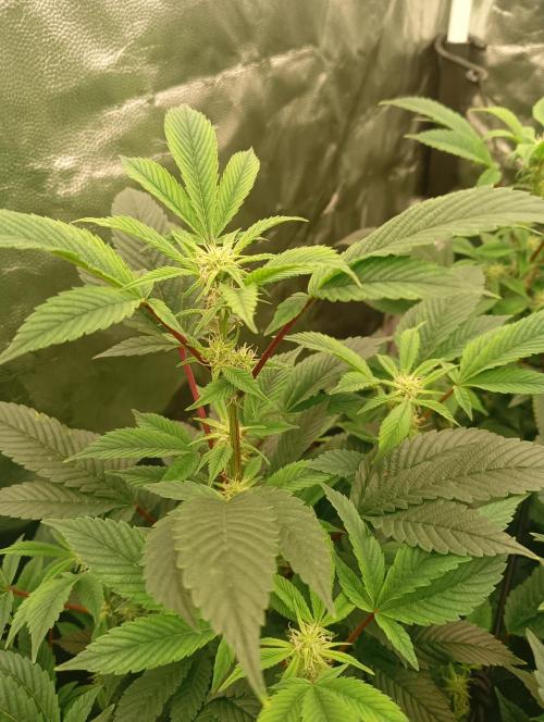 Run N2 Gorilla Glue #4 Fast Own Cut. Week 3