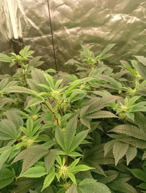 Run N2 Gorilla Glue #4 Fast Own Cut. Week 3