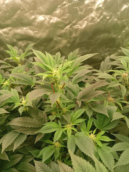 Run N2 Gorilla Glue #4 Fast Own Cut. Week 3