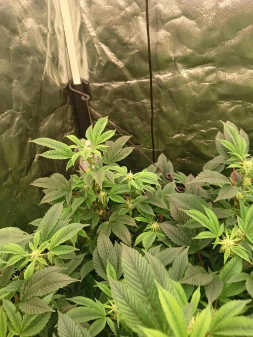 Run N2 Gorilla Glue #4 Fast Own Cut. Week 3