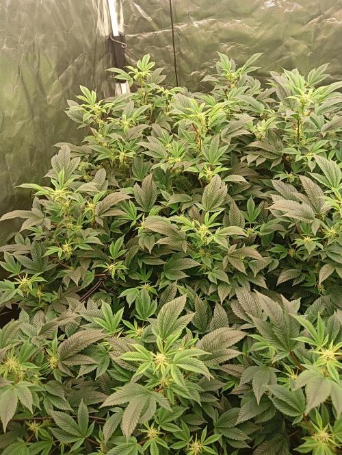 Run N2 Gorilla Glue #4 Fast Own Cut. Week 3