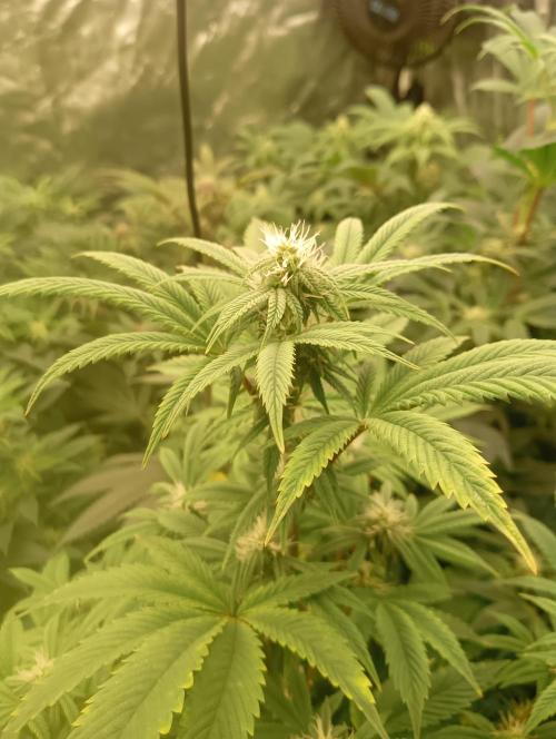 Run N1 Fruit Gum. Week 17