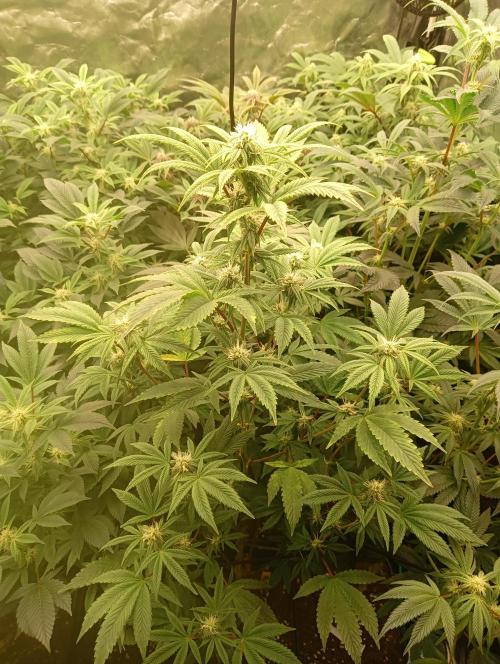 Run N1 Fruit Gum. Week 17