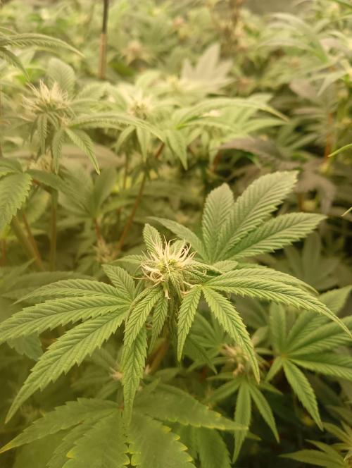 Run N1 Fruit Gum. Week 17