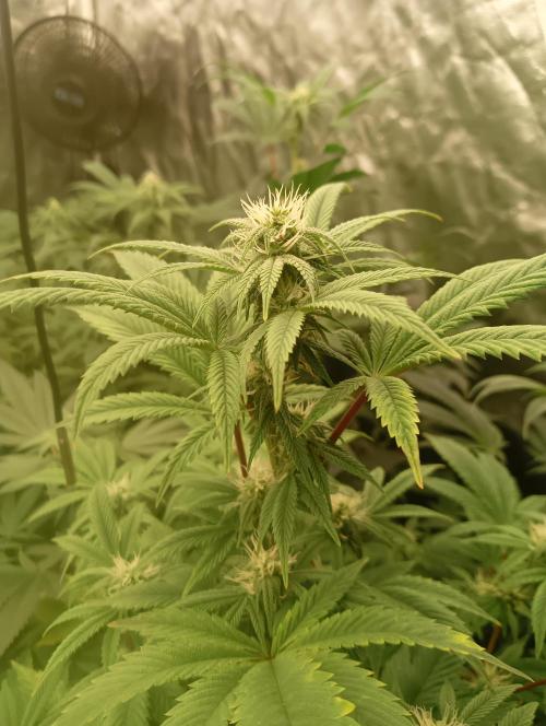 Run N1 Fruit Gum. Week 17