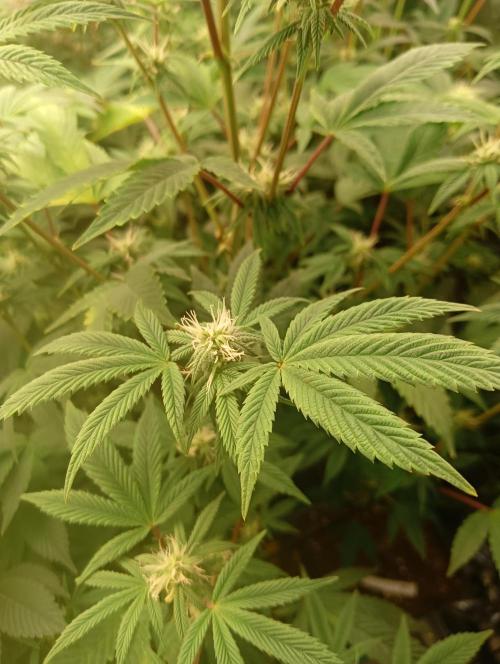 Run N1 Fruit Gum. Week 17