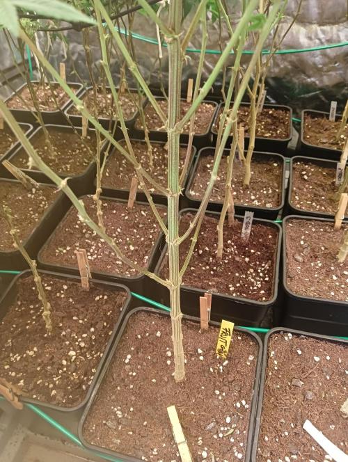 Run N1 Fruit Gum. Week 17