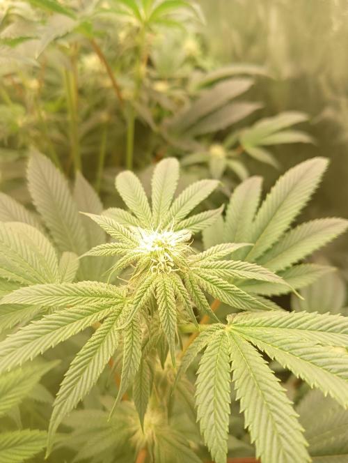 Run N1 Candy House. Week 17