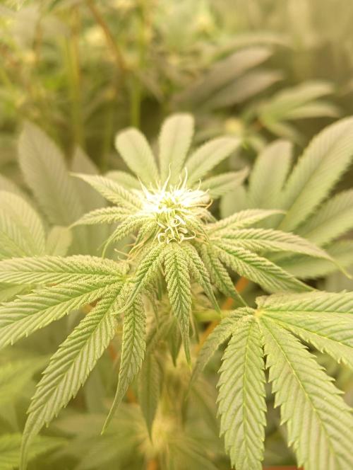 Run N1 Candy House. Week 17