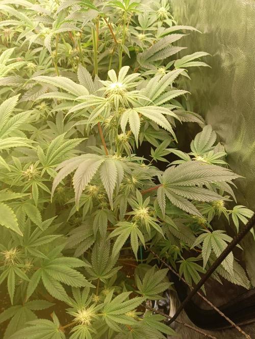 Run N1 Candy House. Week 17