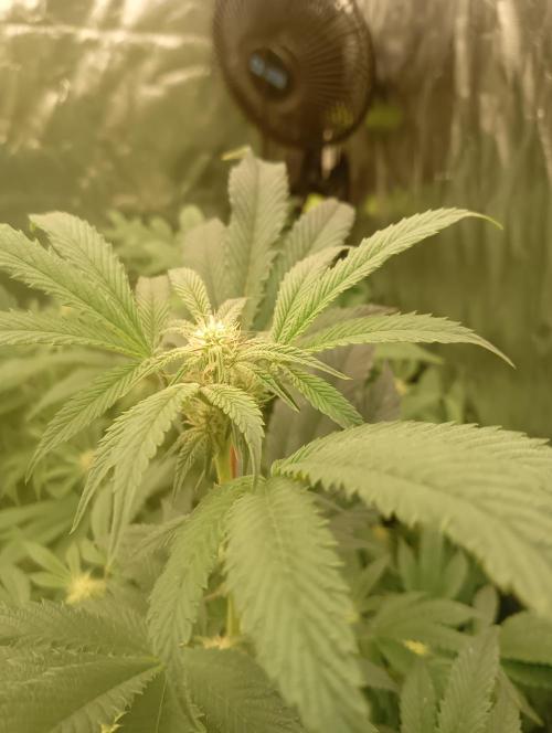 Run N1 Candy House. Week 17