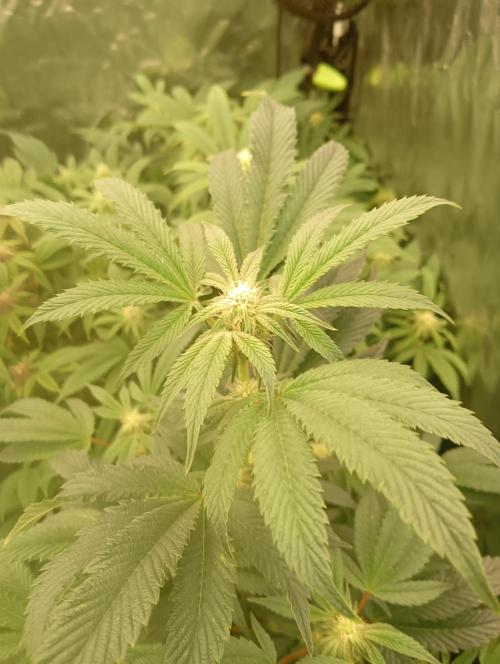 Run N1 Candy House. Week 17