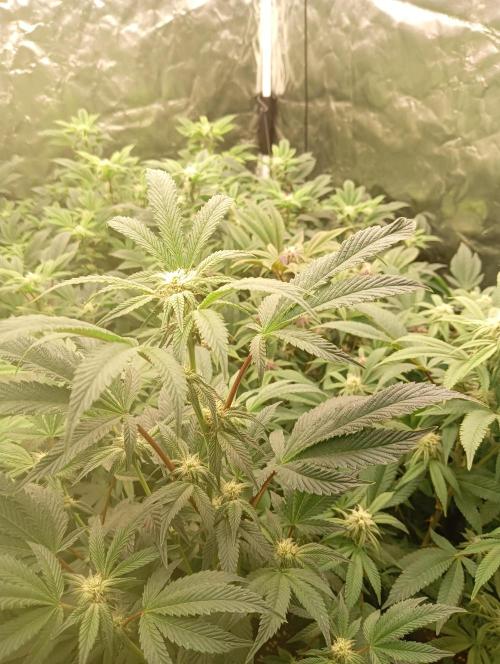 Run N1 Candy House. Week 17