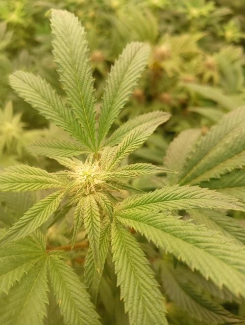 Run N1 Candy House. Week 17