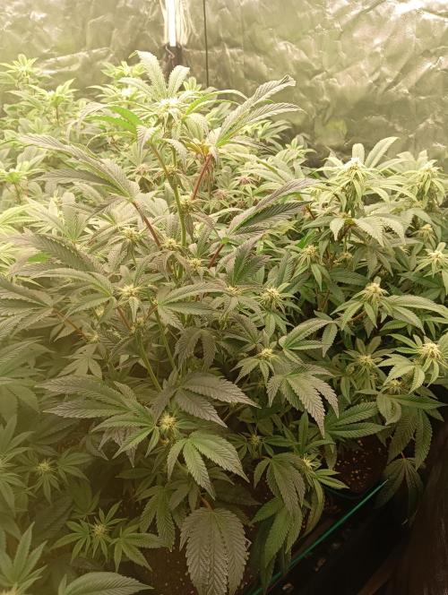 Run N1 Candy House. Week 17