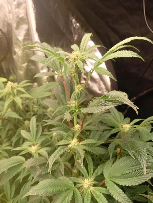 Run N1 Candy House. Week 17