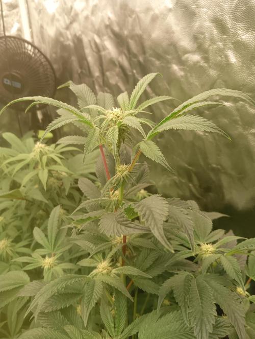 Run N1 Candy House. Week 17