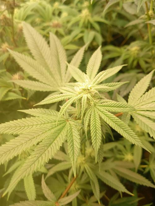 Run N3 Coffee Creamer x 50 Dragons. Week 4 - 3