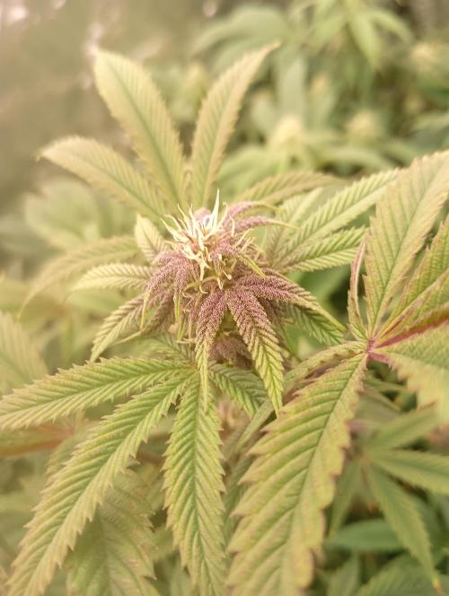 Run N3 Coffee Creamer x 50 Dragons. Week 4 - 2