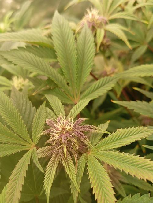 Run N3 Coffee Creamer x 50 Dragons. Week 4 - 2