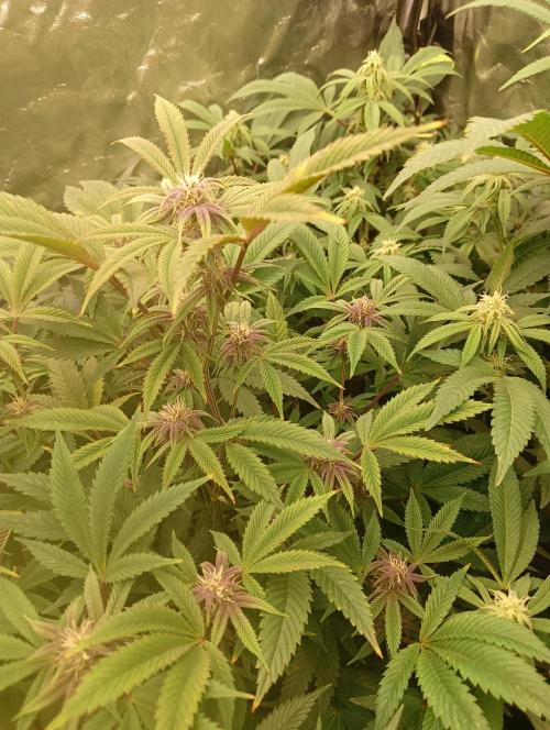 Run N3 Coffee Creamer x 50 Dragons. Week 4 - 2