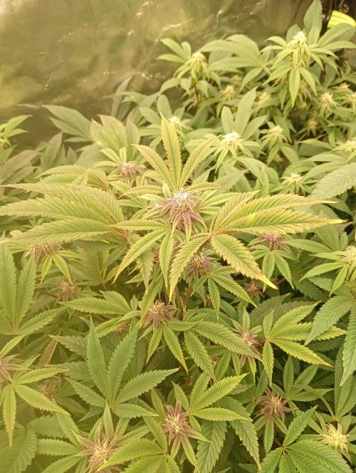 Run N3 Coffee Creamer x 50 Dragons. Week 4 - 2