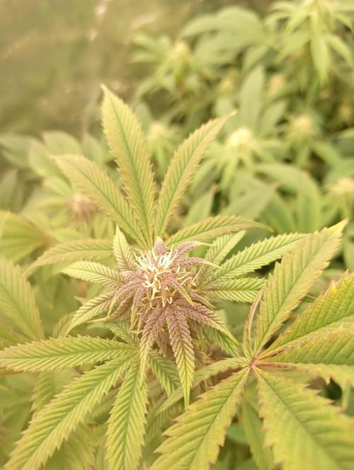 Run N3 Coffee Creamer x 50 Dragons. Week 4 - 2