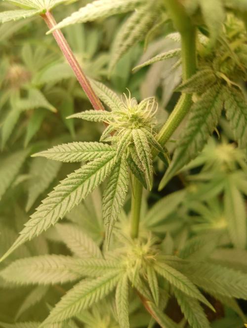 Run N3 Coffee Creamer x 50 Dragons. Week 4 - 3