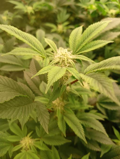 Run N2 Gorilla Glue #4 Fast Own Cut. Week 4