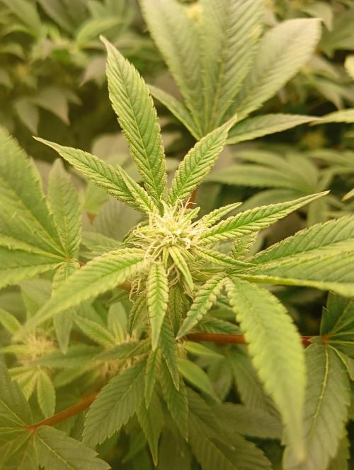 Run N2 Gorilla Glue #4 Fast Own Cut. Week 4