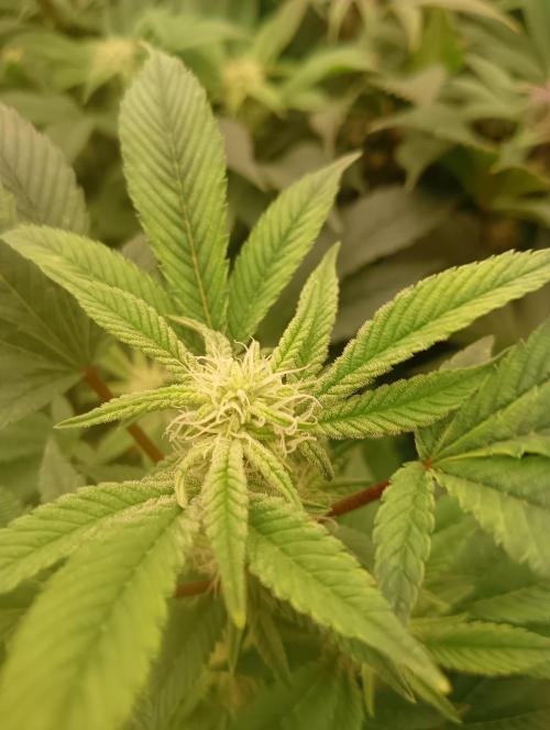 Run N2 Gorilla Glue #4 Fast Own Cut. Week 4