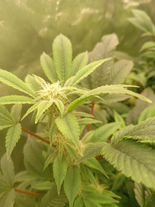 Run N2 Gorilla Glue #4 Fast Own Cut. Week 4