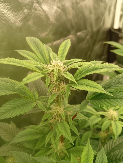 Run N2 Gorilla Glue #4 Fast Own Cut. Week 4