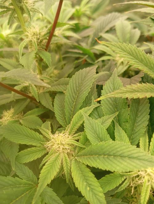 Run N2 Gorilla Glue #4 Fast Own Cut. Week 4