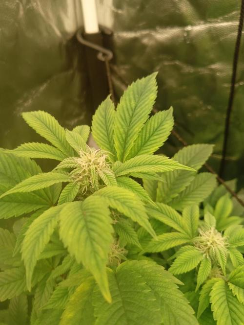 Run N2 Gorilla Glue #4 Fast Own Cut. Week 4