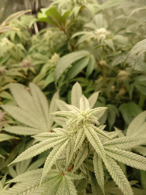 Run N3 Coffee Creamer x 50 Dragons. Week 5