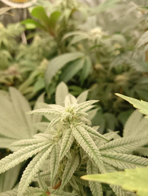 Run N3 Coffee Creamer x 50 Dragons. Week 5