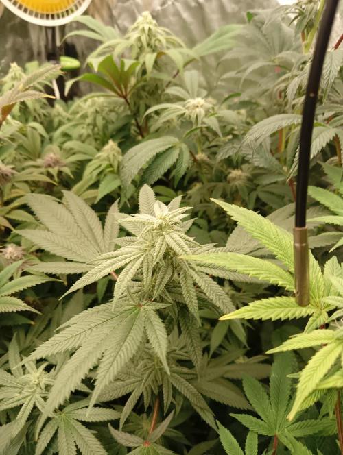 Run N3 Coffee Creamer x 50 Dragons. Week 5