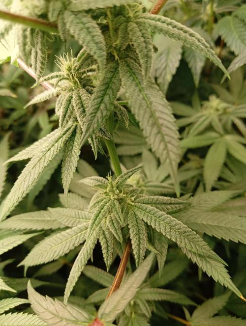 Run N3 Coffee Creamer x 50 Dragons. Week 5