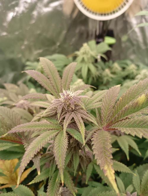 Run N3 Coffee Creamer x 50 Dragons. Week 5