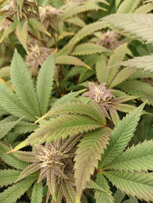 Run N3 Coffee Creamer x 50 Dragons. Week 5