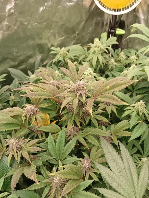 Run N3 Coffee Creamer x 50 Dragons. Week 5