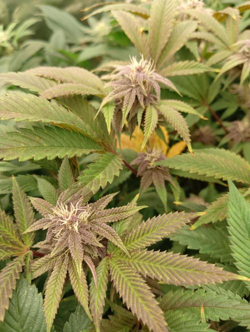 Run N3 Coffee Creamer x 50 Dragons. Week 5